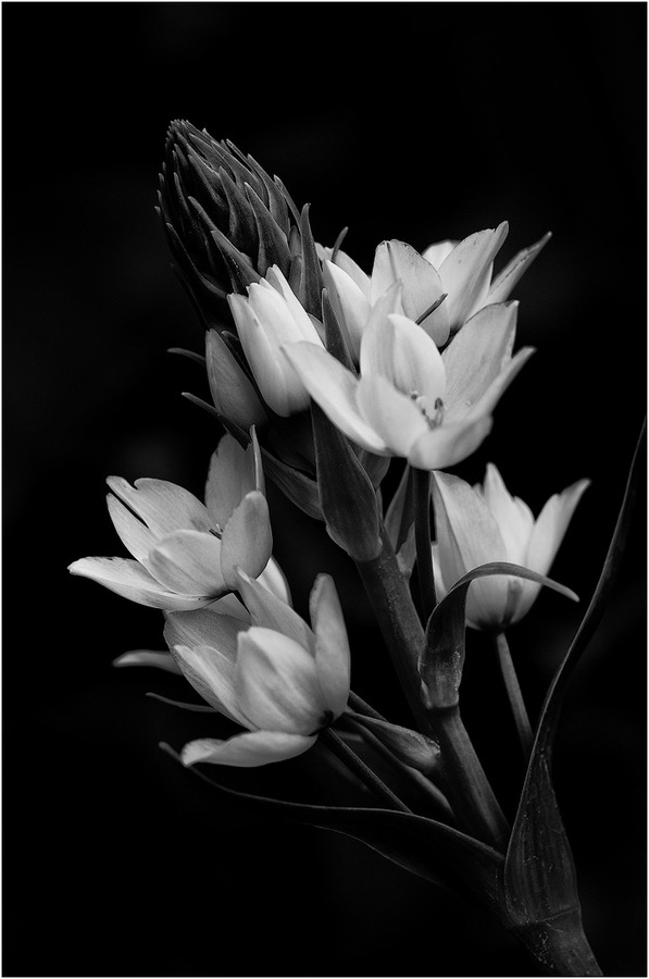 Ornithogalum 